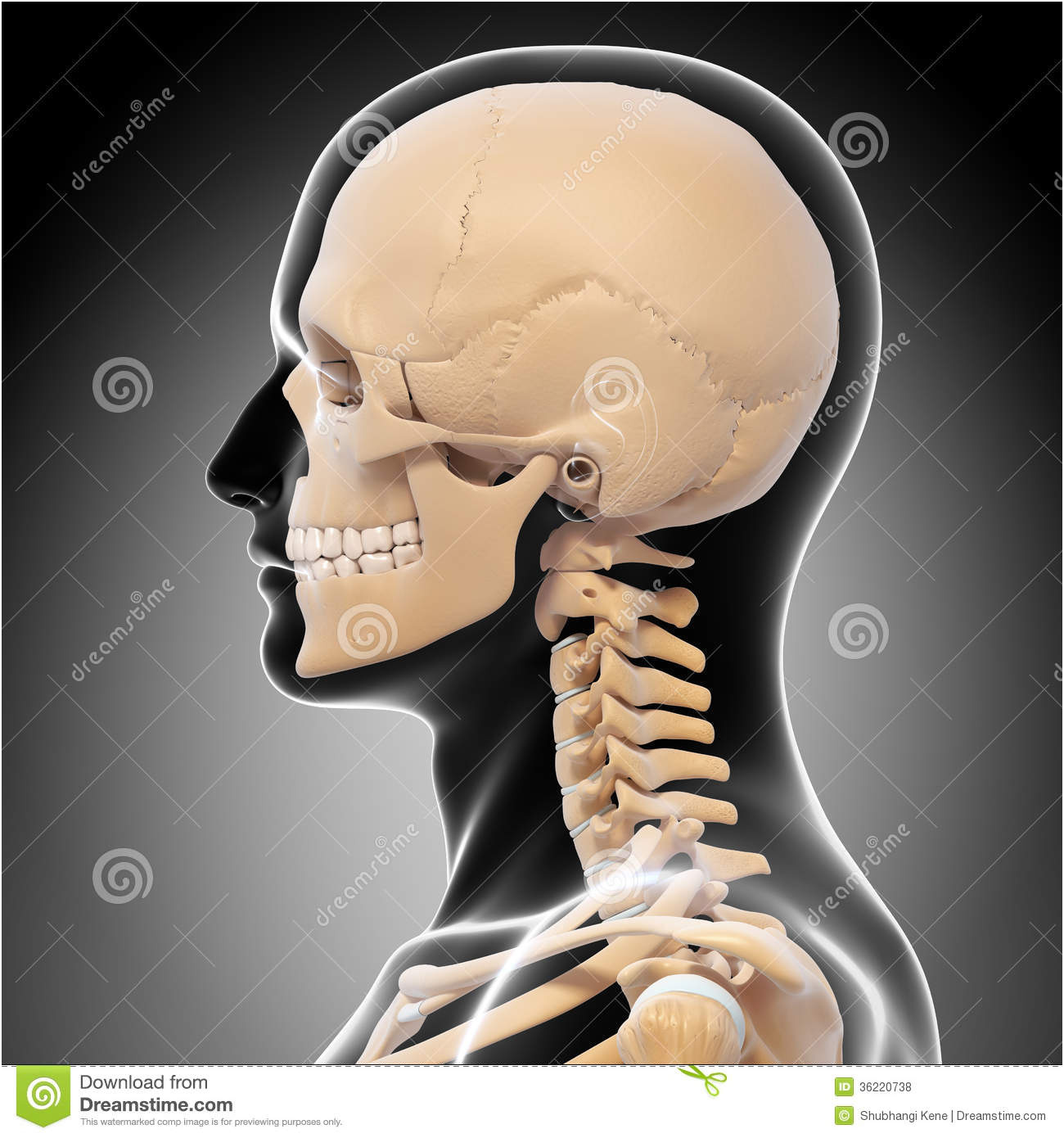 photos libres de droits vue de c té de squelette de tête humaine image