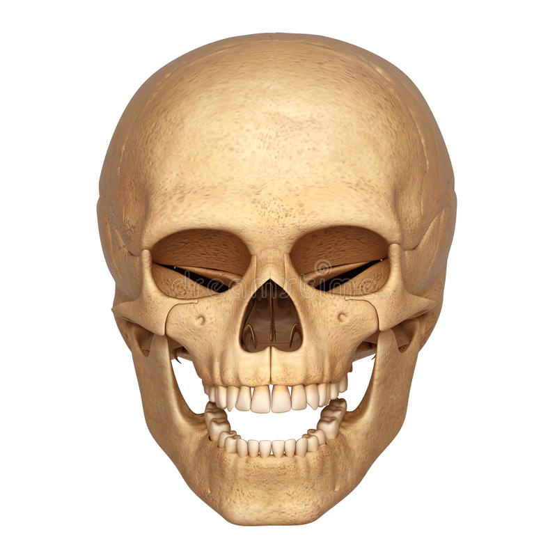 photos libres de droits squelette de tête humaine image