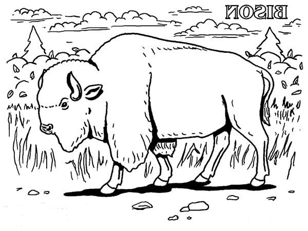 b is for bison coloring page