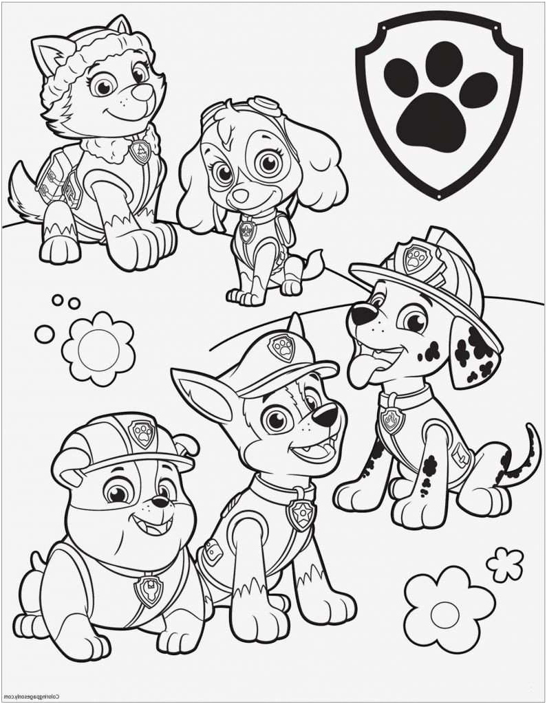chase pat patrouille coloriage impressionnant photos coloriage pat patrouille zuma favori ausmalbilder paw