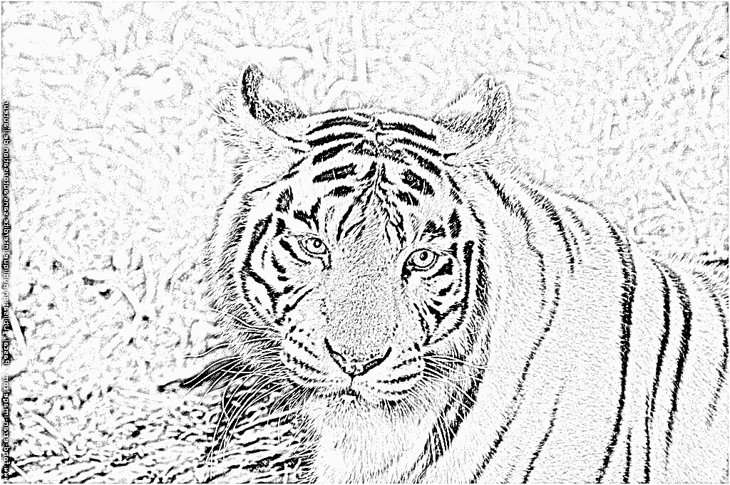 dessin a colorier de tigre blanc gratuit