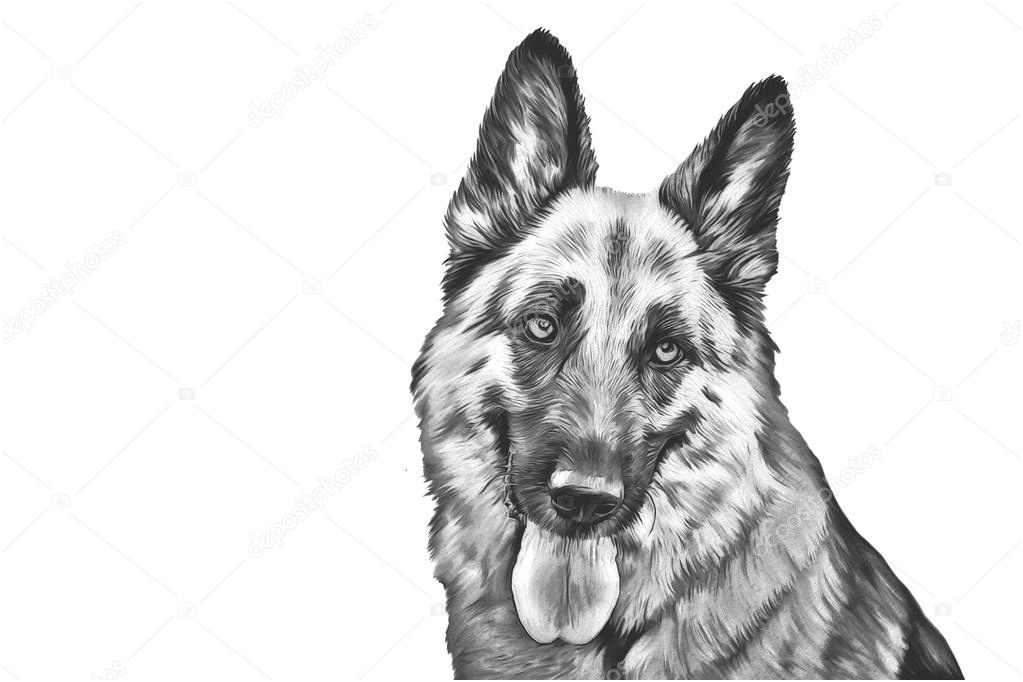 coloriage berger allemand beau photos dessin du chien berger allemand graphie averyanova