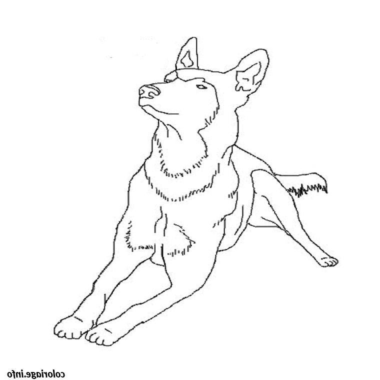 chiot berger allemand coloriage 2192