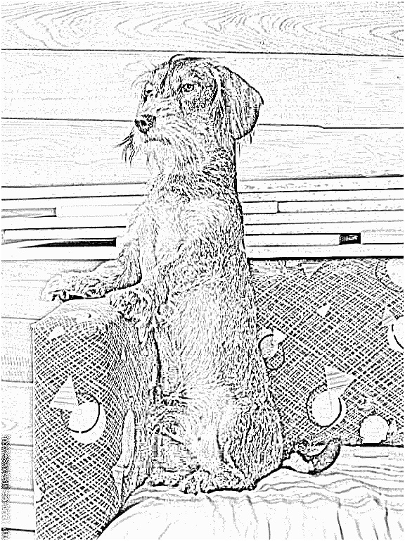 coloriage sur mon canape c est moi le roi et je surveille mon territoire chien teckel a poils durs
