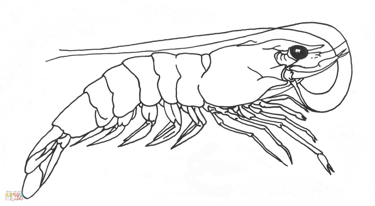 mantis shrimp drawing
