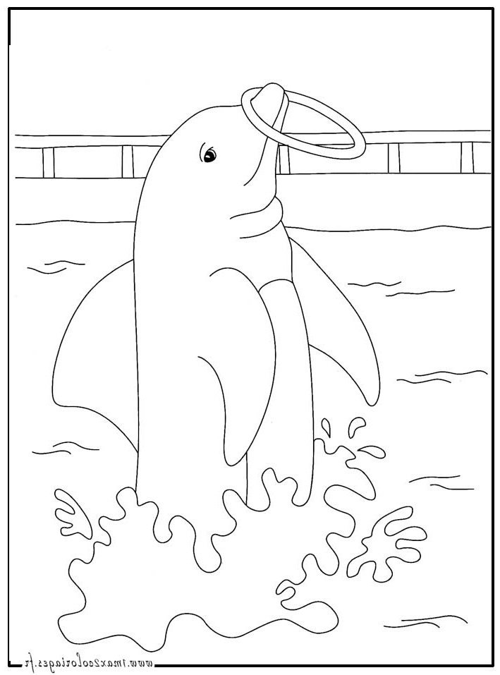 12 attrayant coloriage dauphins collection