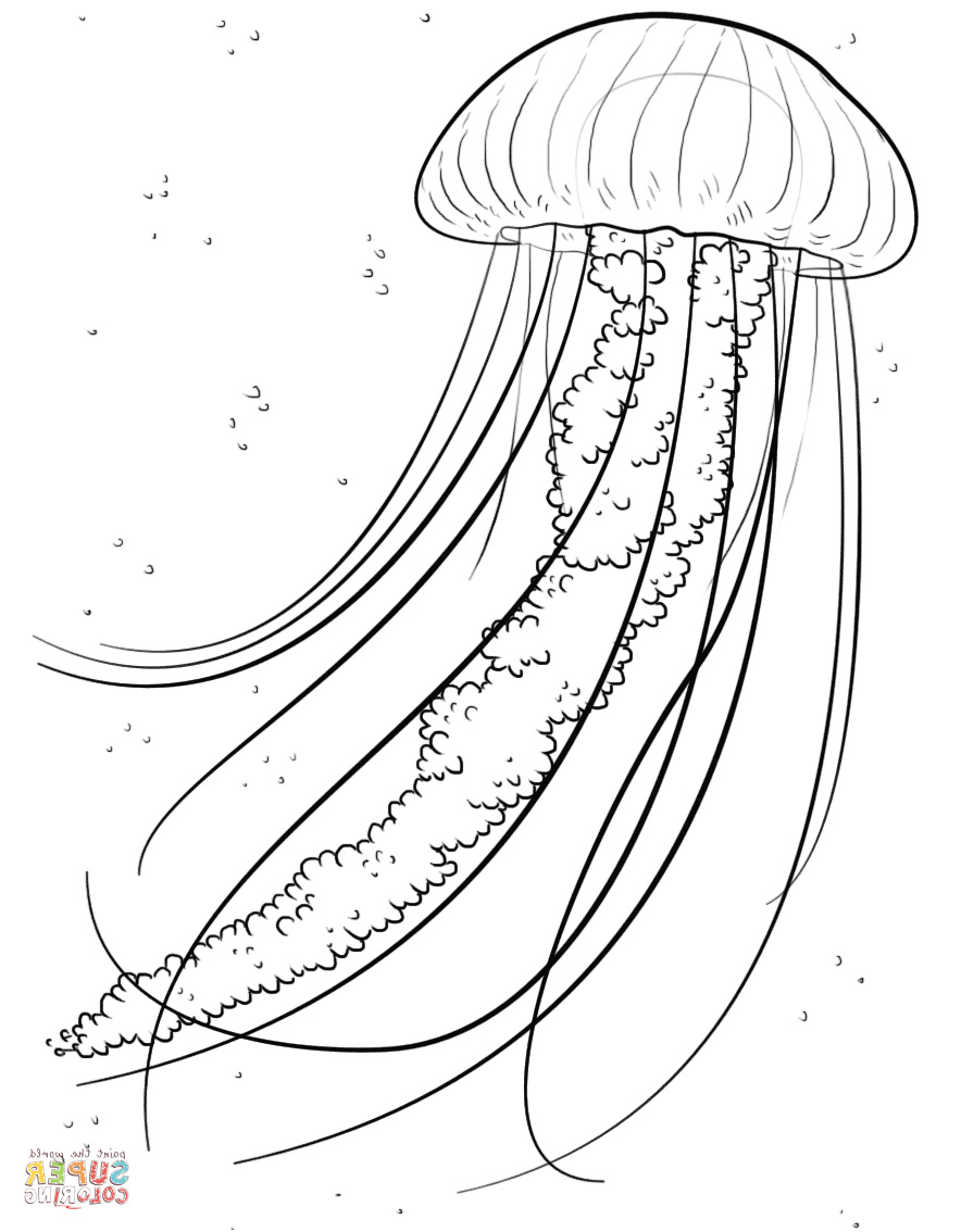 meduse 0