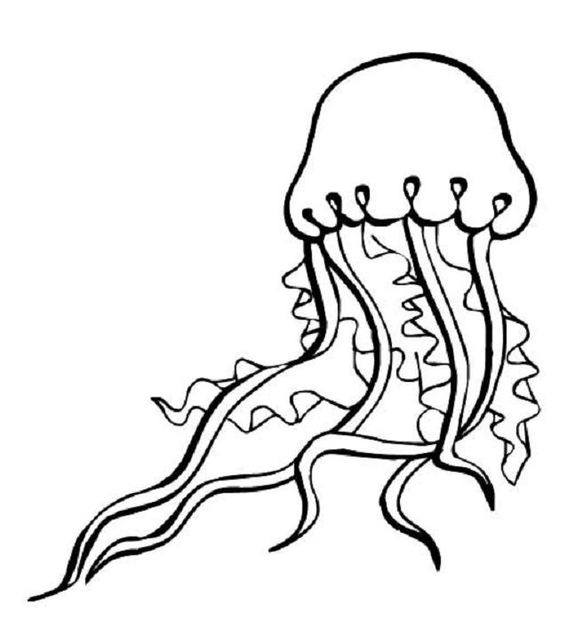 coloriage meduse