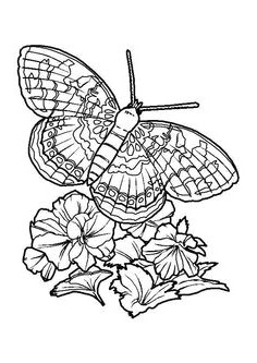 coloriage de papillon sur une fleur butterfly coloring page