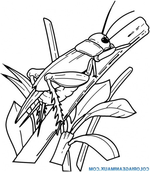 dessin d une sauterelle