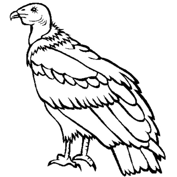 vautour coloriage