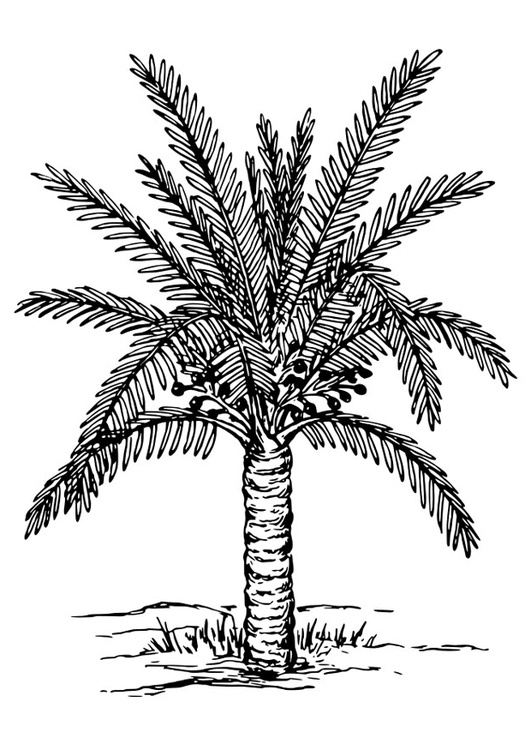 coloriage palmier i