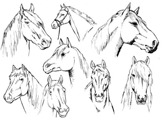 dessins de chevaux