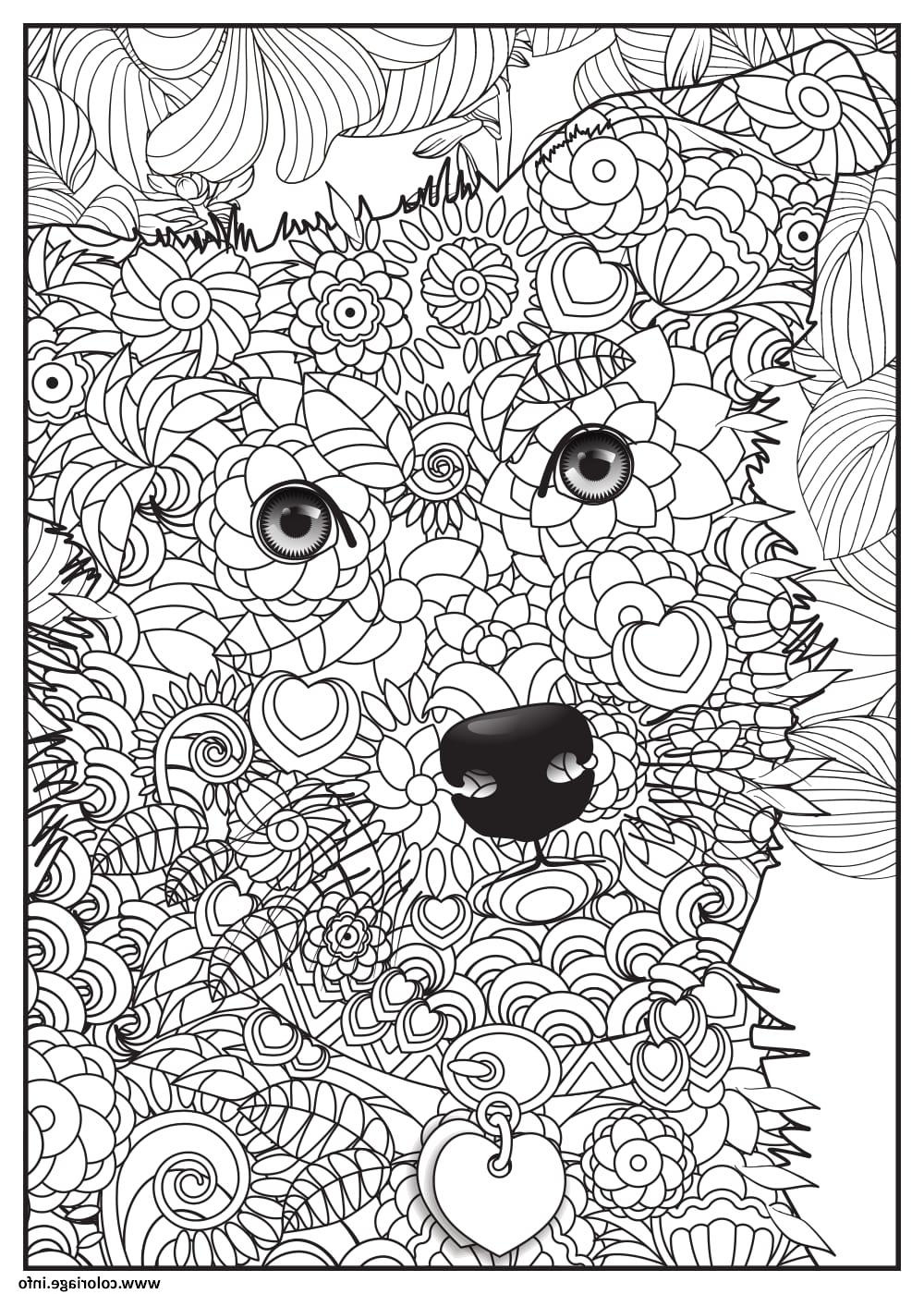 chien border collie adulte animaux coloriage dessin