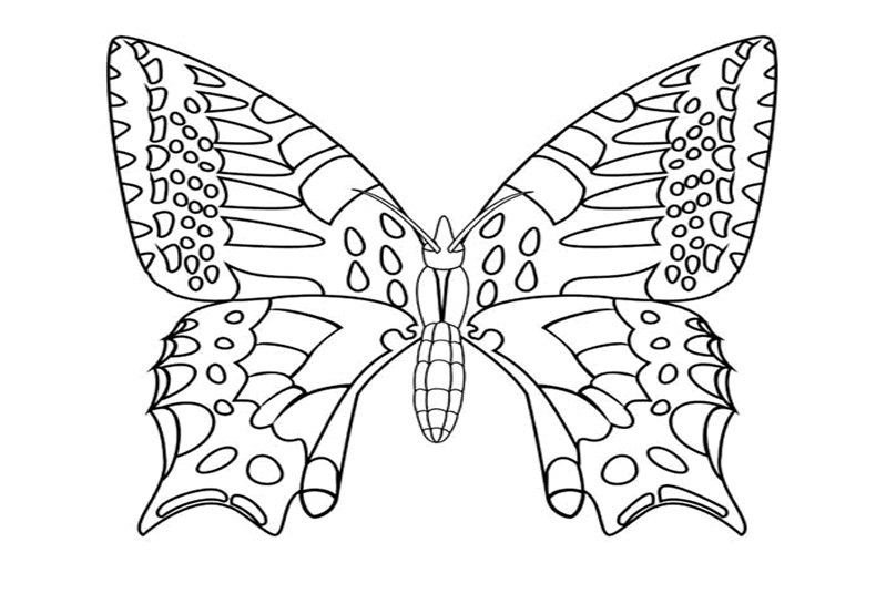 coloriage papillon amiral