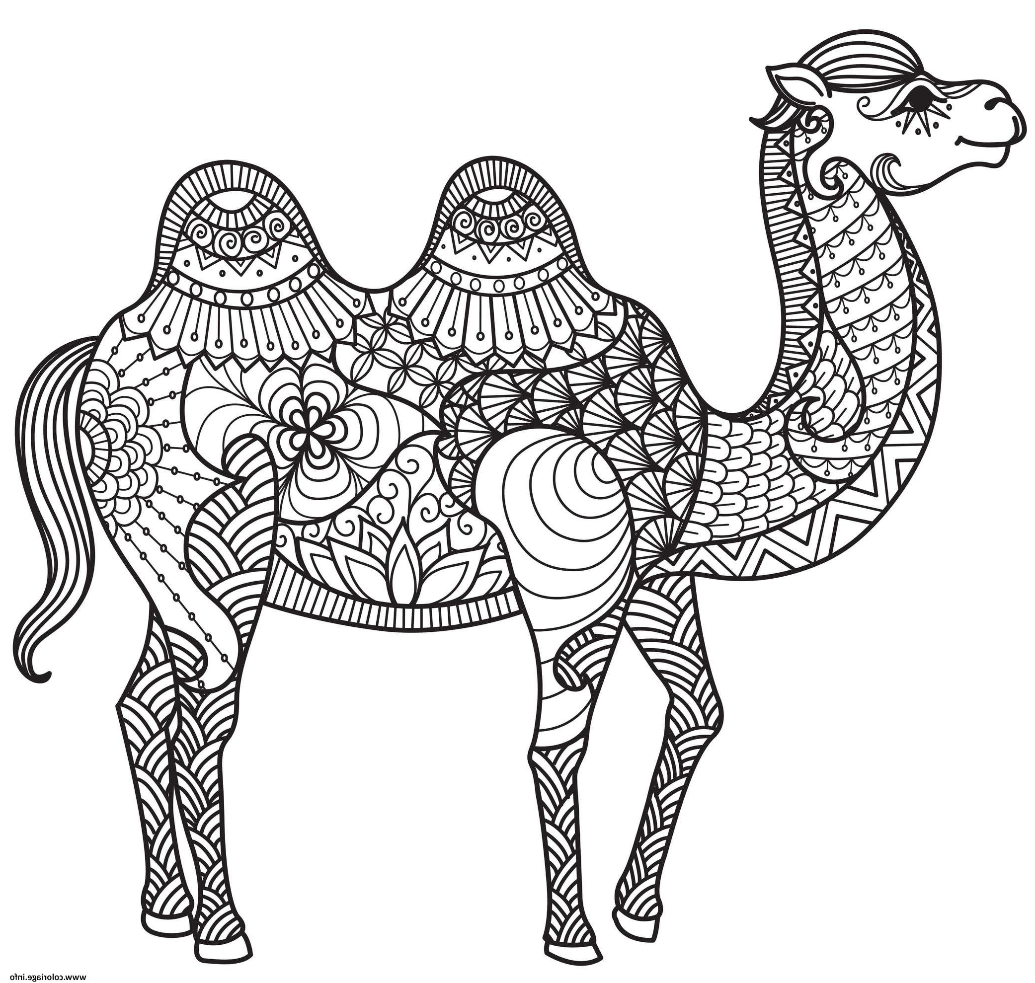 chameau adulte animaux anti stress coloriage dessin