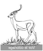coloriage a imprimer antilope 1