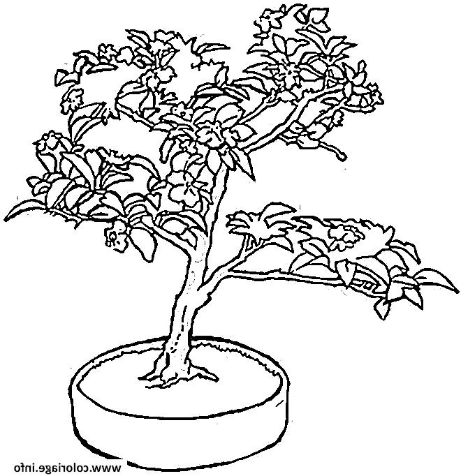 bonsai un petit arbre coloriage