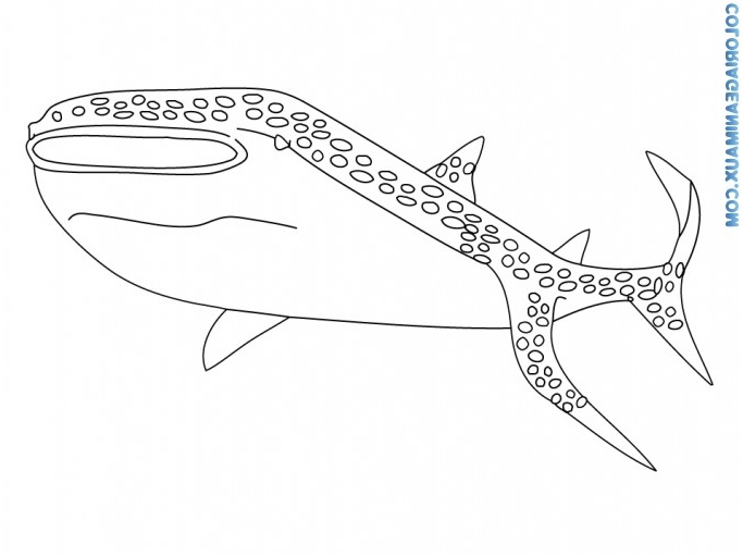 tag dessin requin baleine imprimer s=oasis 2007