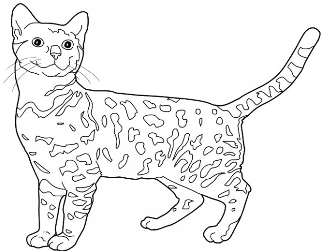 chat leopard du bengale 924