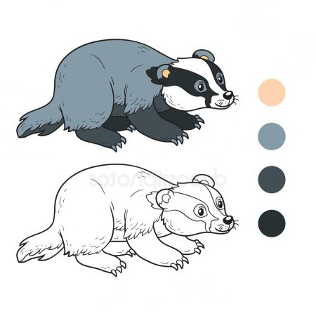 stock illustration badger cartoon coloring page