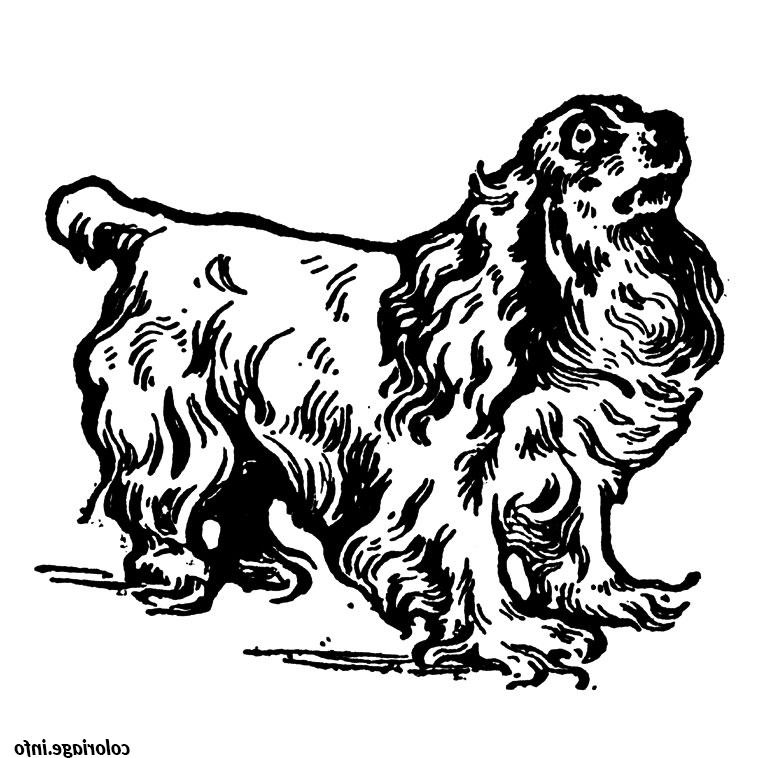 chien cavalier king charles coloriage 2179