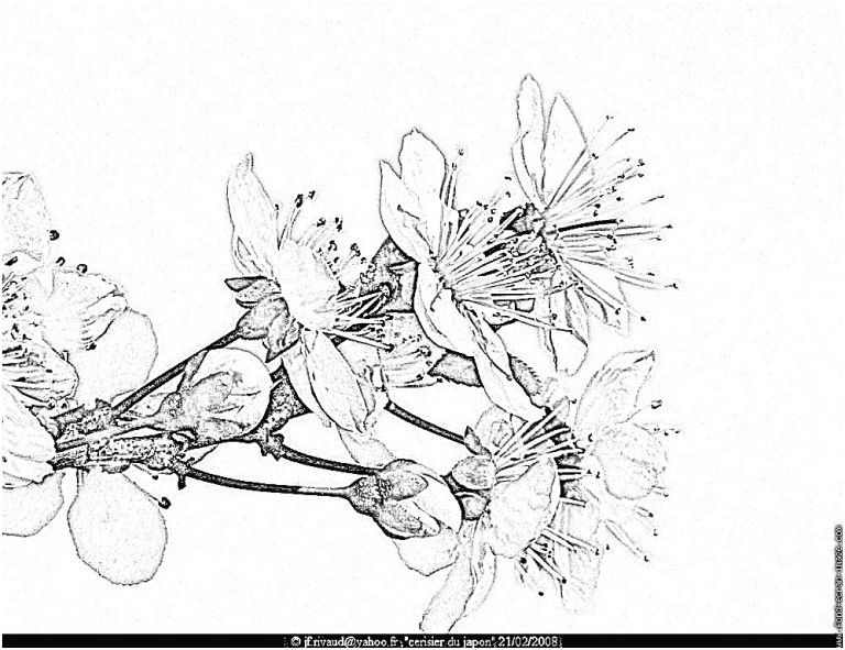 coloriage cerisier cool galerie cerisier du japon dessin gallery avec et dessin cerisier