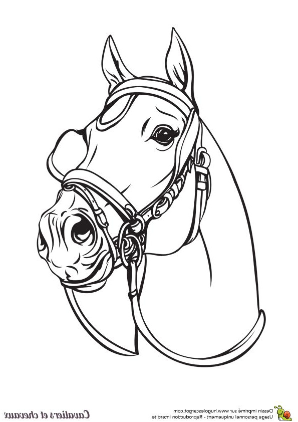 dessin tete de cheval