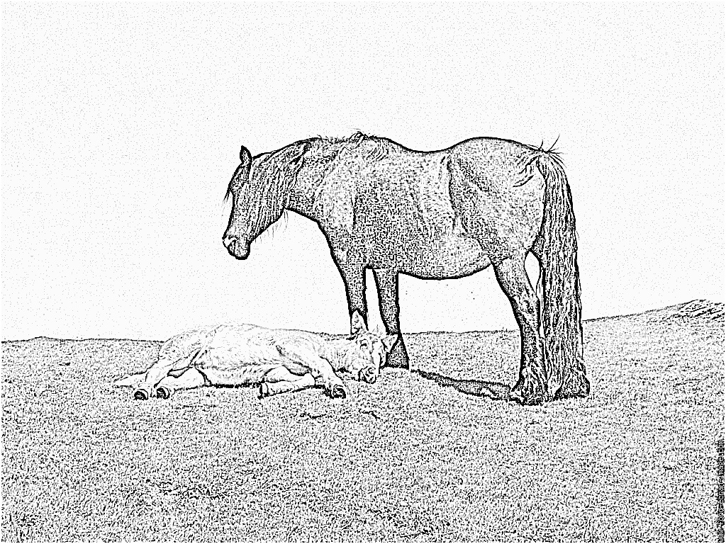 dessin poulain inspirant photographie coloriage cheval et poulain