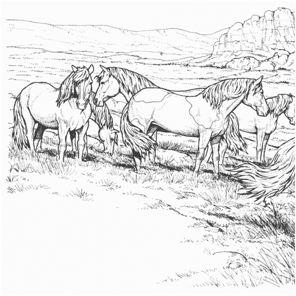 ingrandimento cavallo puledro stallone pony da colorare 1902 0 1
