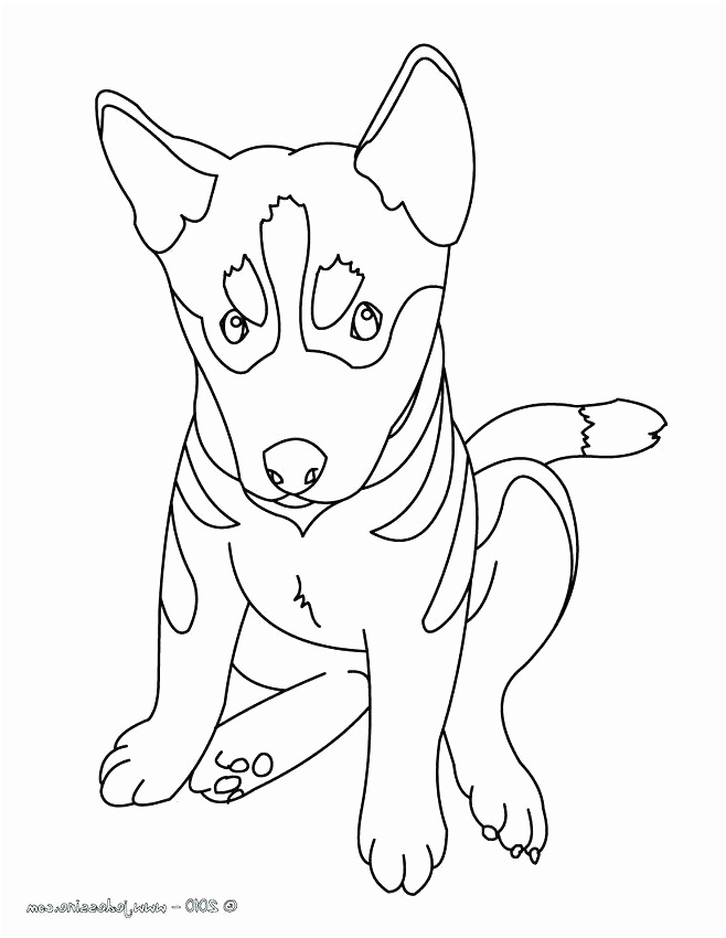 ment dessiner un chien mignon inspirant coloriage chien et chat a imprimer pontiacgtoinfo coloriage chien