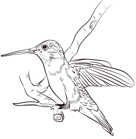 coloriage de colibri
