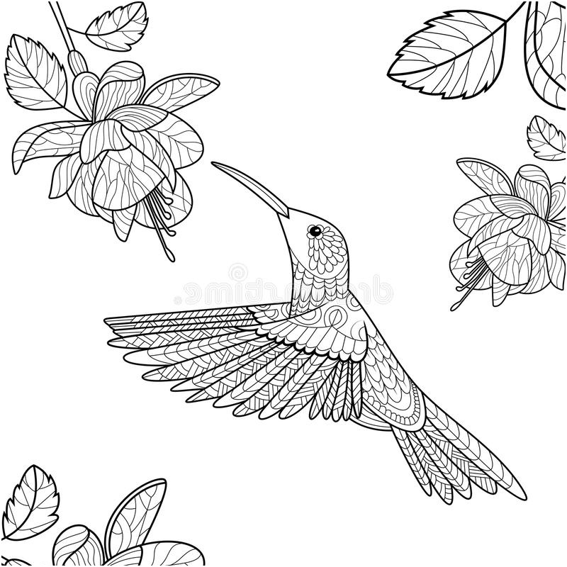 illustration stock livre de coloriage de colibri pour le vecteur d adultes image