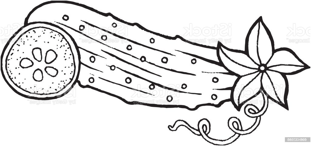 cucumber coloring page hand drawn illustration for adult and children vector art for gm
