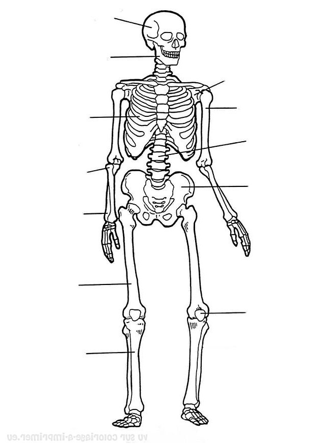 Coloriage Corps Humain Inspiration Coloriage à Imprimer Coloriage Corps Humain 026