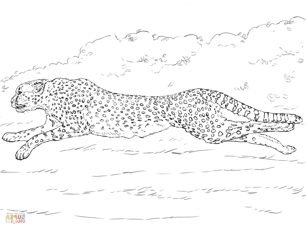 drawn cheetah king