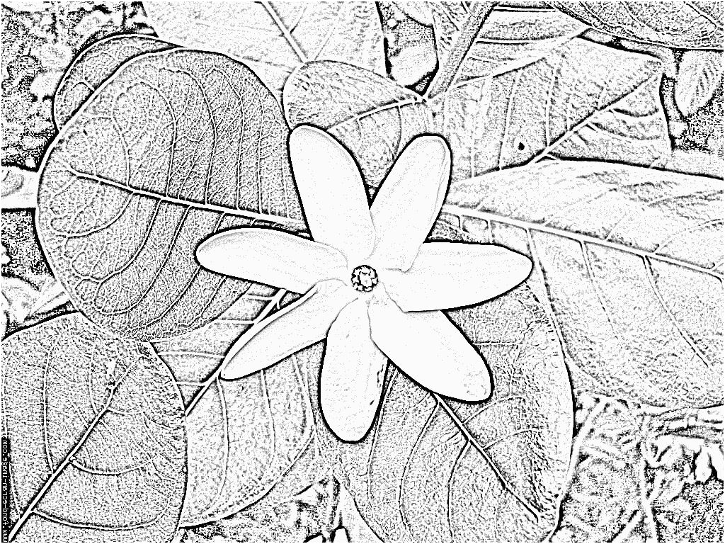dessin fleur de tiare tahiti