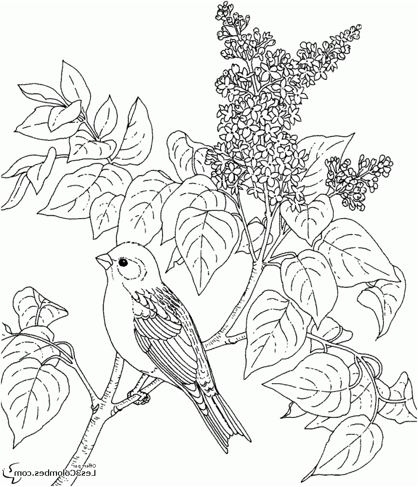 24 dessins de coloriage oiseaux a imprimer 55 55 coloriage d039oiseaux a imprimer gratuitement