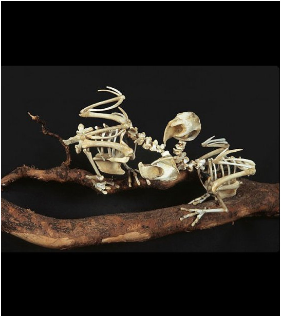 ces oeuvres sont des squelettes d 039 especes d 039 oiseaux disparues art