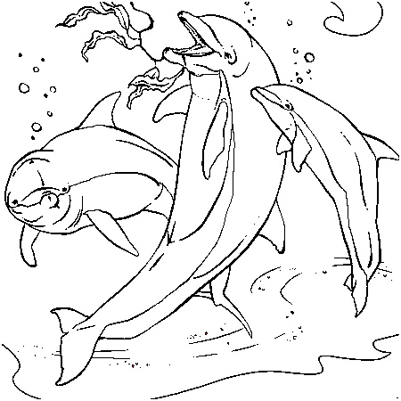 coloriage dauphin et sirene a imprimer