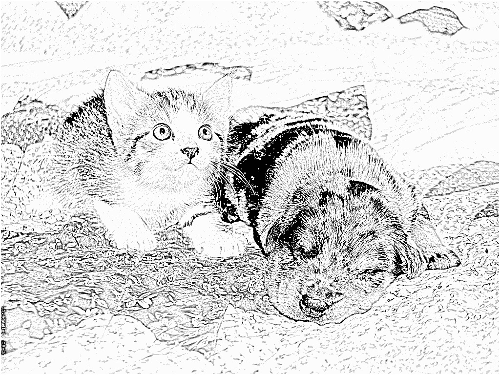 coloriage chien et chat chien beauceron arlequin