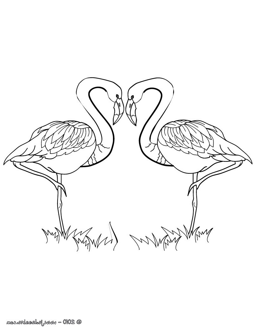 coloriage couple flamants roses