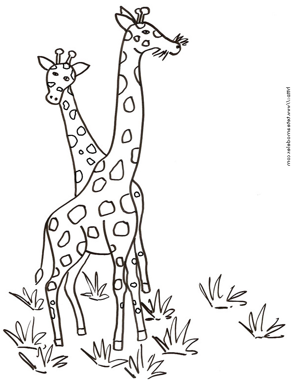 girafe3