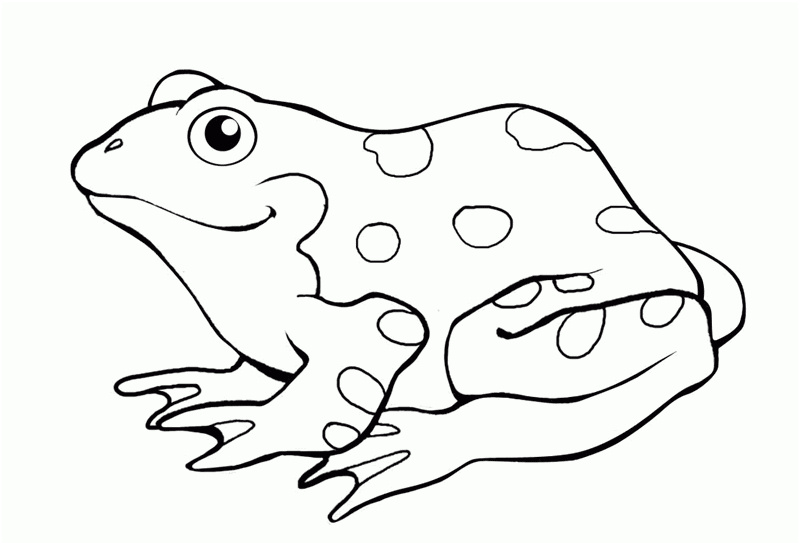 dessin grenouille a imprimer