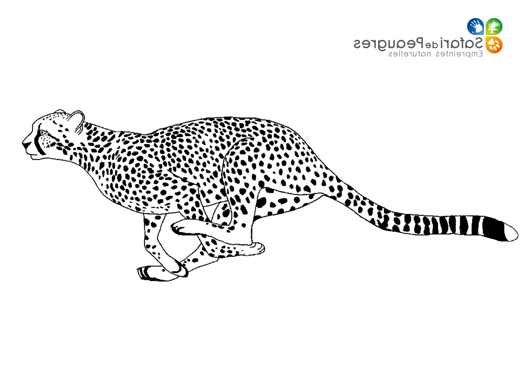 Coloriage De Guépard Nice Coloriez Les Animaux Du Safari De Peaugres