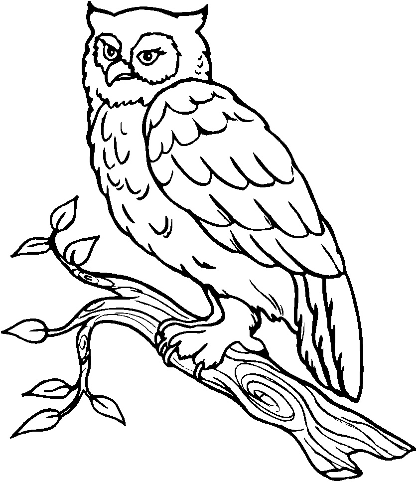Coloriage De Hibou Unique Hibou Branche Coloriage De Hiboux Coloriages Pour Enfants