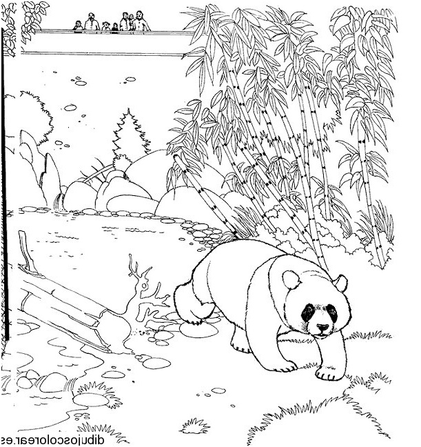 panda dans le zoo