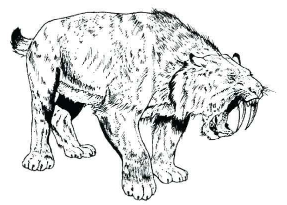 Coloriage Dent Nice 44 Beautiful Coloriage Tigre A Dent De Sabre Coloriage Kids
