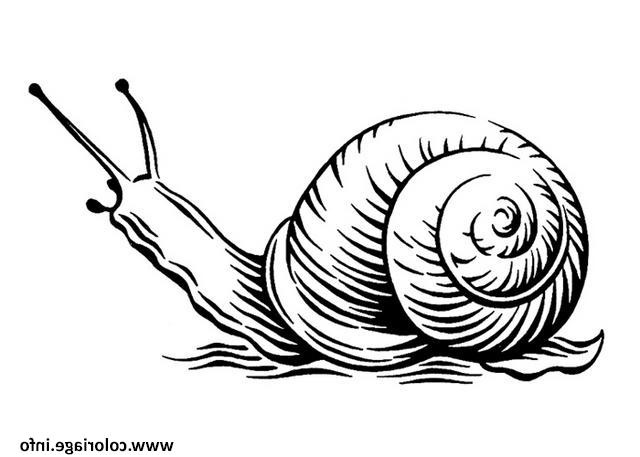 escargot realiste par steven noble coloriage dessin