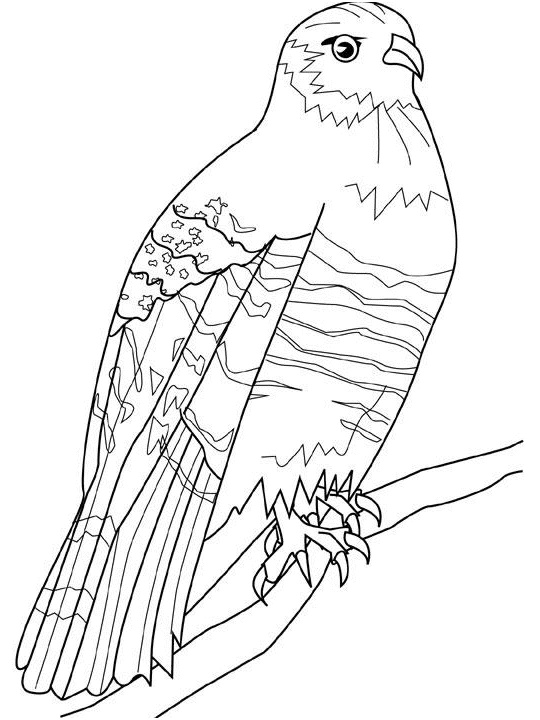 dessin oeil de faucon